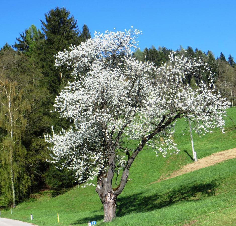 Ferienwohnungen Bauernhof Schilcher Sankt Stefan im Lavanttal Eksteriør bilde