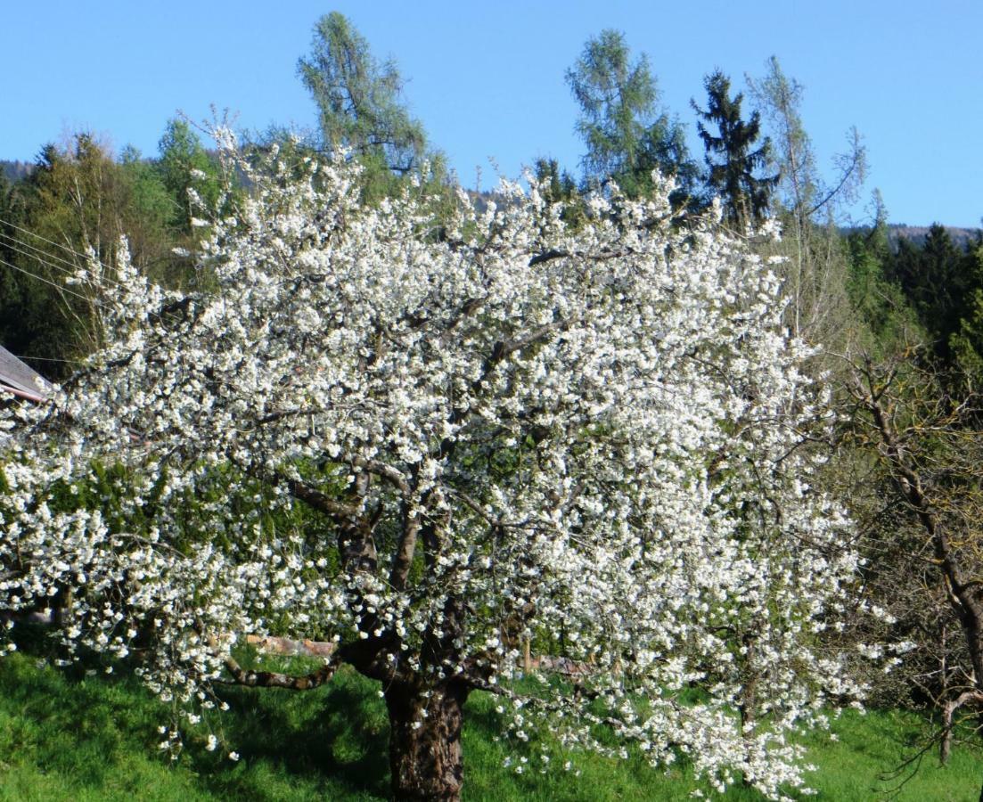 Ferienwohnungen Bauernhof Schilcher Sankt Stefan im Lavanttal Eksteriør bilde